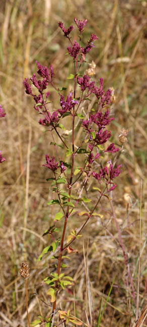 Origanum vulgare